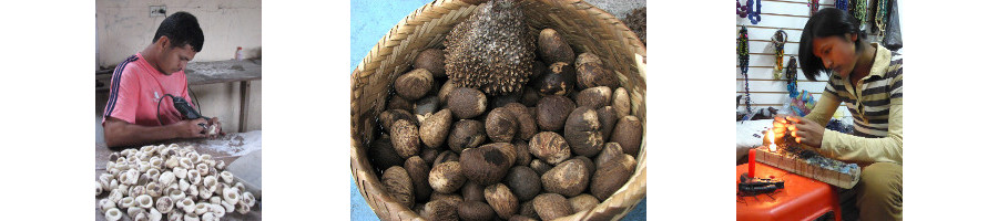 Tagua Nut